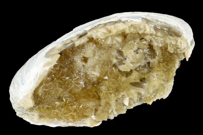 Fossil Clam with Fluorescent Calcite Crystals - Ruck's Pit, FL #177740